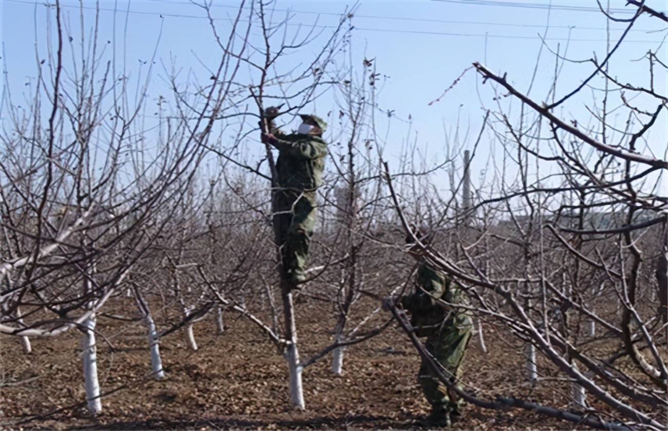 最新苹果树修剪技术-前沿苹果树修剪技艺解析