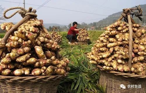 春风拂面，姜香四溢：中国生姜市场喜讯连连，价格行情看涨！